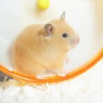 ハムスターを太らせる方法！健康的な体重増加の方法