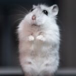 ハムスターの暑さ対策｜夏を安全・快適に過ごすグッズと注意点