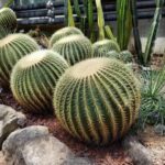 サボテンが抜けた！正しい対処法と抜けないための予防策とは