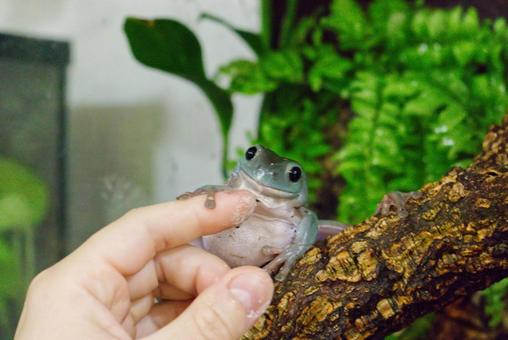 イエアメガエルがずっと寝てる？寝てる状況や時間わかる健康状態と生態