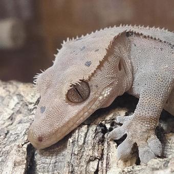クレステッドゲッコーの飼育に最適な水槽｜テラリウムの環境づくり