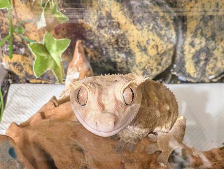 クレステッドゲッコーの尻尾のしくみと注意点｜知っておきたい脱落のリスクと対処法