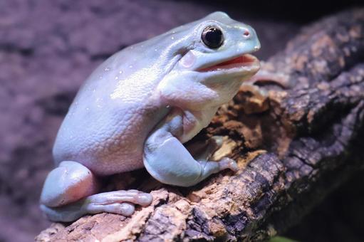 イエアメガエルの飼い方完全ガイド｜初心者から上級者まで知っておくべき飼育のコツ