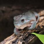 イエアメガエルが地面にいるのはなぜ？行動からわかるカエルの秘密