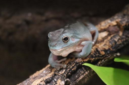 イエアメガエルのジャンプ力はどれくらい？飼育の注意点を解説
