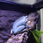 イエアメガエルが小さいのはなぜ？成長の秘密と健康に育てる方法を解説