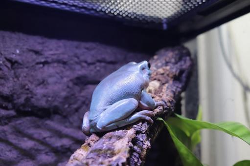 イエアメガエルが小さいのはなぜ？成長の秘密と健康に育てる方法を解説