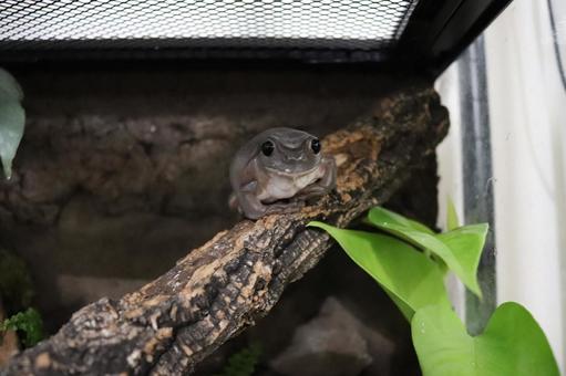 イエアメガエルのレイアウト｜快適な住環境を作るコツ