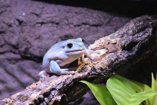 イエアメガエルが上陸するまでの流れ｜オタマジャクシからカエルになる過程