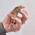 クレステッドゲッコーに多い代謝性骨疾患とクル病の違いは？予防法と判断ポイント