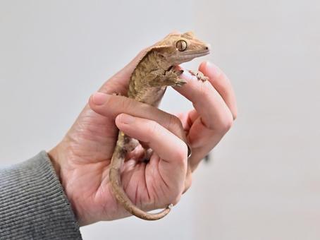 クレステッドゲッコーに多い代謝性骨疾患とクル病の違いは？予防法と判断ポイント