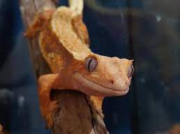 クレステッドゲッコーの飼育メンテナンス｜やり方と知っておきたいポイント