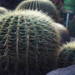 サボテンの土替えのやり方｜失敗しないための手順