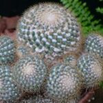 サボテンが細くなるのはなぜ？原因と改善策を徹底解説