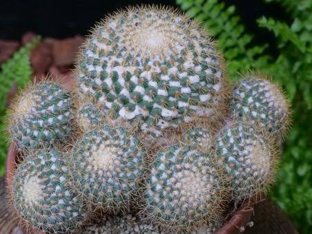 サボテンが細くなるのはなぜ？原因と改善策を徹底解説