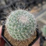 サボテンは土なしで育てられる？気になる疑問を徹底解説