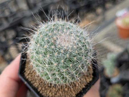 サボテンは土なしで育てられる？気になる疑問を徹底解説