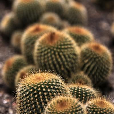 サボテンにつぼみが付く条件とは？花を咲かせるためのコツと育て方