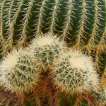 サボテンを土なしで育てる方法｜ハイドロ・流木・軽石で楽しむ新しい飾り方