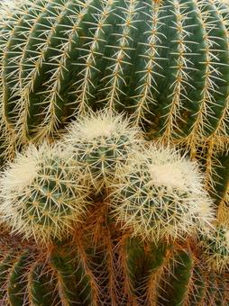 サボテンを土なしで育てる方法｜ハイドロ・流木・軽石で楽しむ新しい飾り方