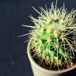 サボテンの変色と黒ずみの原因・対処法