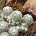 サボテンの接ぎ木のやり方｜成功率を上げるコツと注意点