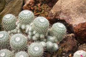 サボテンの接ぎ木のやり方｜成功率を上げるコツと注意点