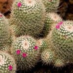 サボテンの接ぎ降ろしとは？成功のコツと作業後の管理方法