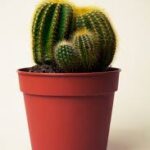 部屋の中で育てるサボテンの魅力！室内での管理のコツ