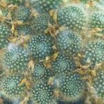 サボテンのトゲなし種類は育てやすい？魅力と選び方を徹底解説