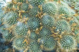 サボテンのトゲなし種類は育てやすい？魅力と選び方を徹底解説