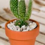 サボテンの変な形や曲がりの原因とは？対処法と育て方のポイント