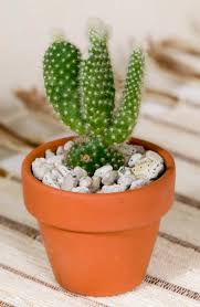 サボテンの変な形や曲がりの原因とは？対処法と育て方のポイント