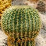 サボテンの芽が出たら？正しい育て方と管理方法