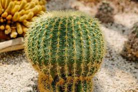 サボテンの芽が出たら？正しい育て方と管理方法