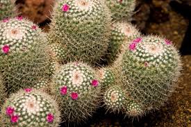 サボテンの接ぎ降ろしとは？成功のコツと作業後の管理方法