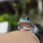 イエアメガエルの温浴は必要？正しい方法と注意点を解説