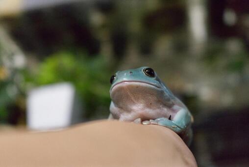 イエアメガエルの温浴は必要？正しい方法と注意点を解説