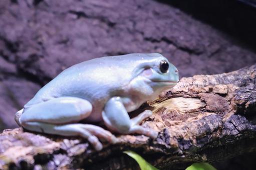 イエアメガエルの適温は何度？季節別の温度管理と失敗しない飼育ポイント