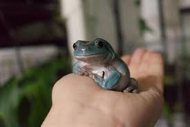 アマガエルにレッドローチは適している？安全な与え方と注意点を解説