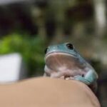 イエアメガエルにライトは必要？正しい選び方と設置方法