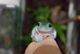 イエアメガエルのオスメスの見分け方｜性別判定のポイントを解説