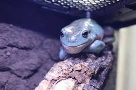 イエアメガエルの餌の量はどれくらい？成長段階別の目安と与え方を解説