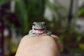 イエアメガエルが茶色になるのはストレス？体色変化の理由と対処法